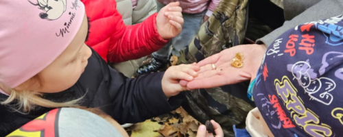 Wycieczka do lasu- Sówki